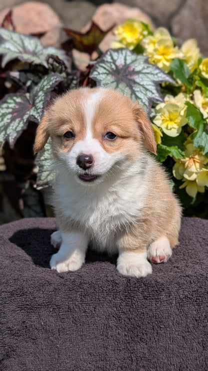 CORGI (JUL 13) 2 FEMALES/3 MALES