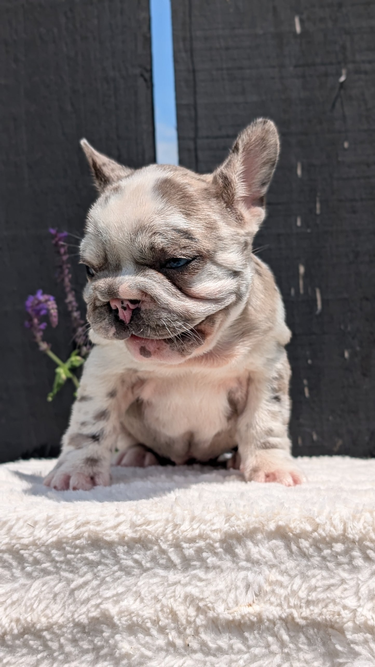 FRENCH BULLDOG (APR 03) FEMALE
