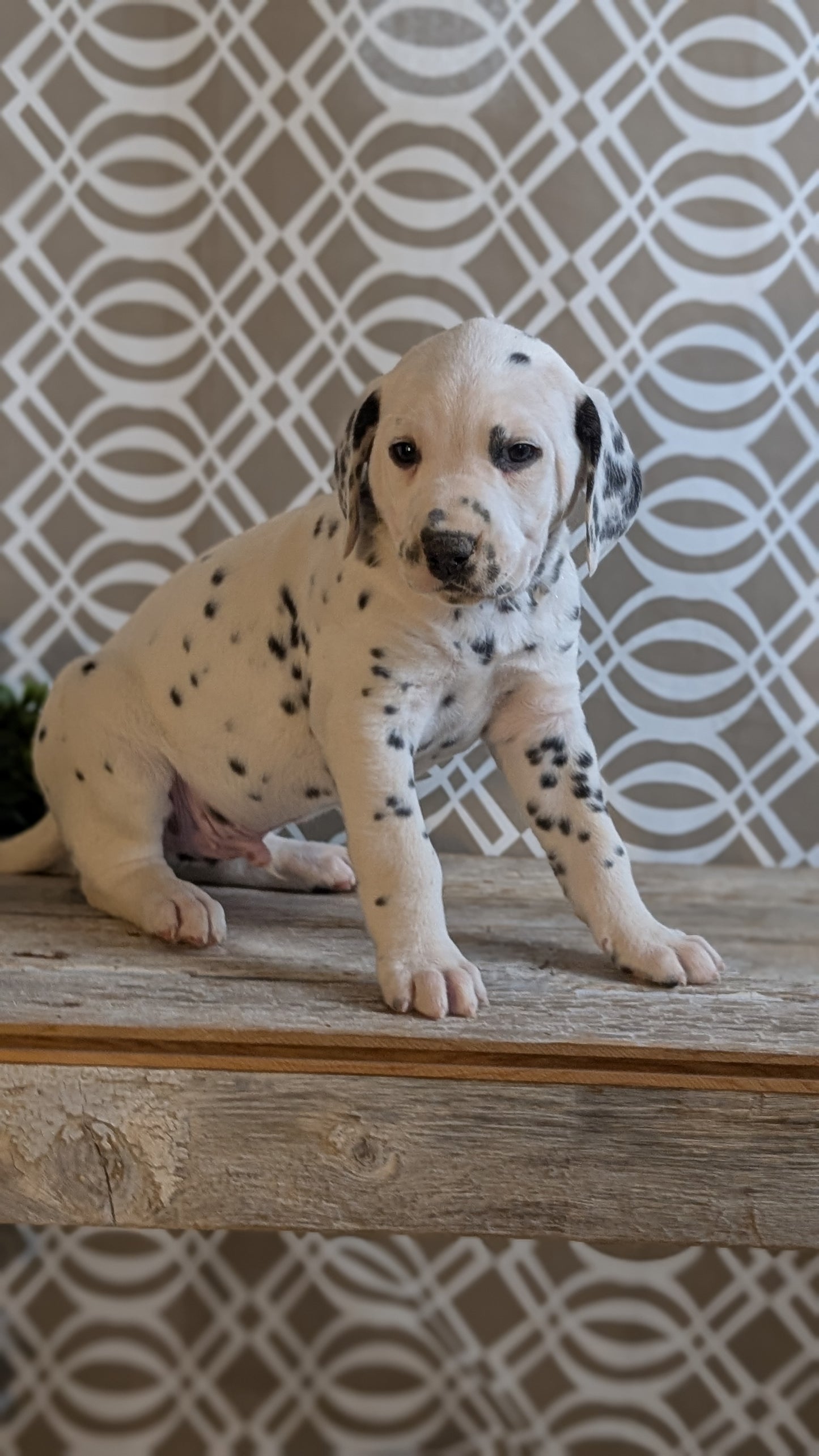 DALMATIAN (FEB 06) MALES