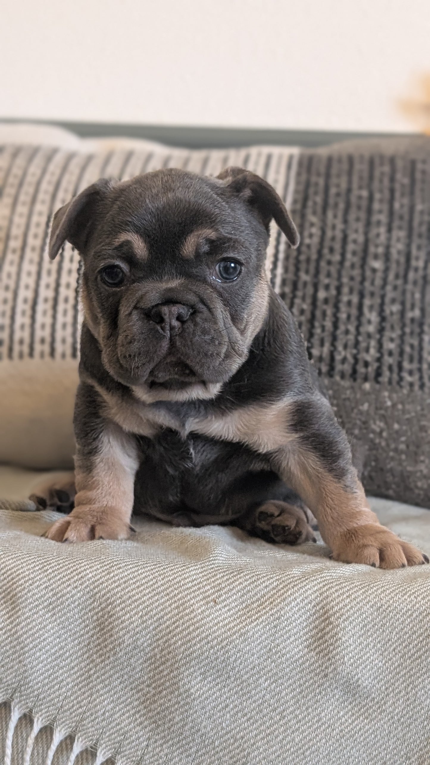 FRENCH BULLDOG (JAN 09) MALES