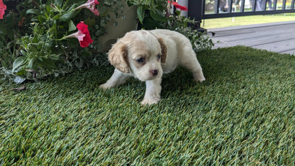 COCKER SPANIEL (07/24) MALE