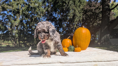 MINI BERNEDOODLE (07/25) MALE