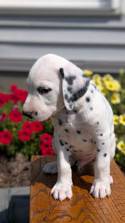 DALMATIAN (JUN 29) MALES