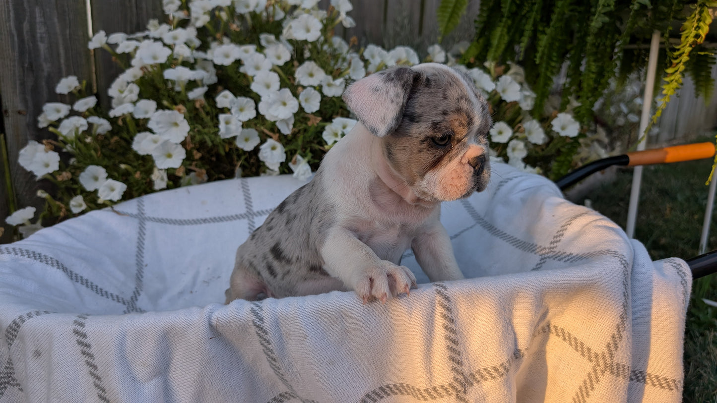 FRENCH BULLDOG (07/15) MALE