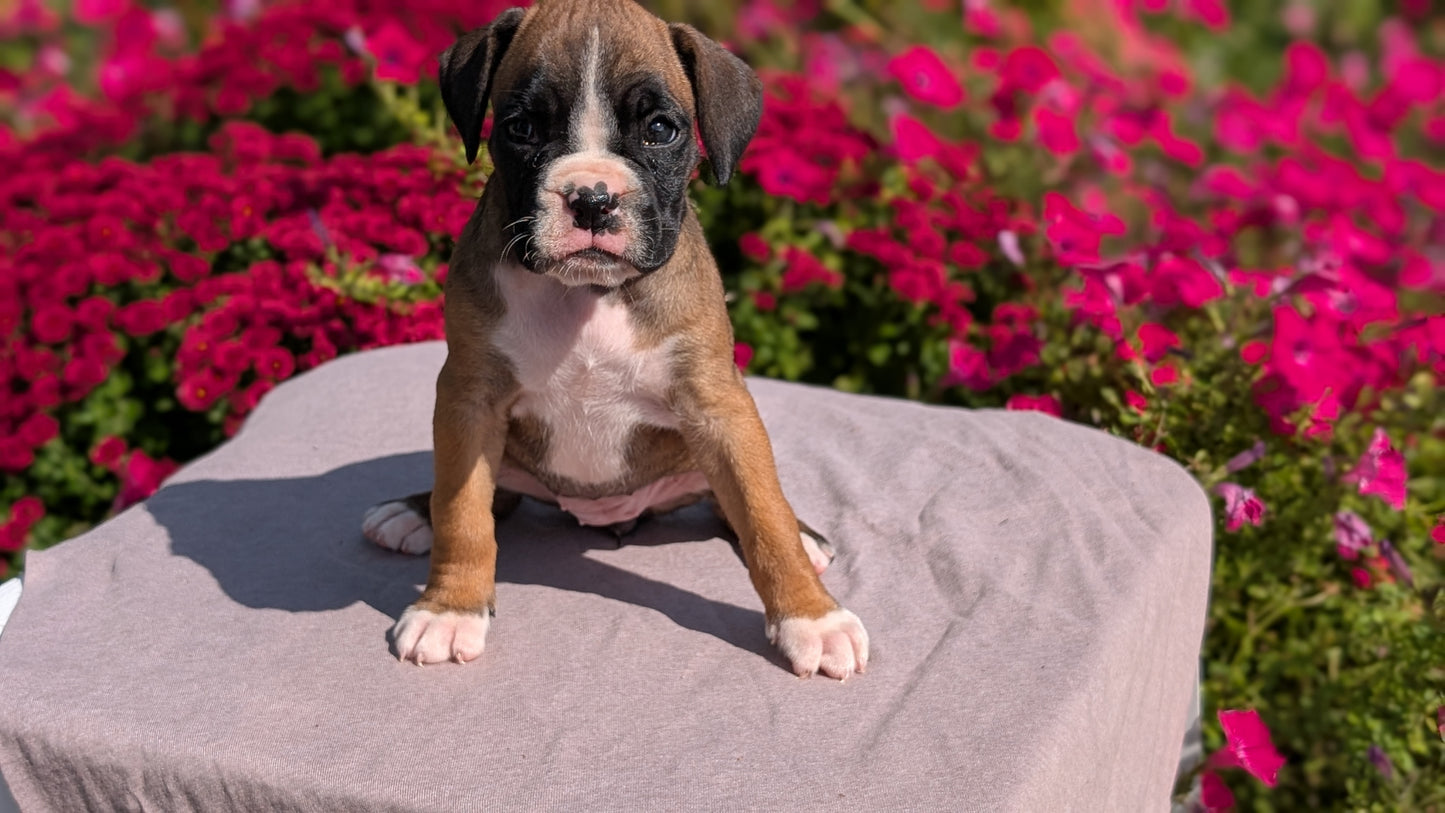 BOXER (08/20) FEMALE