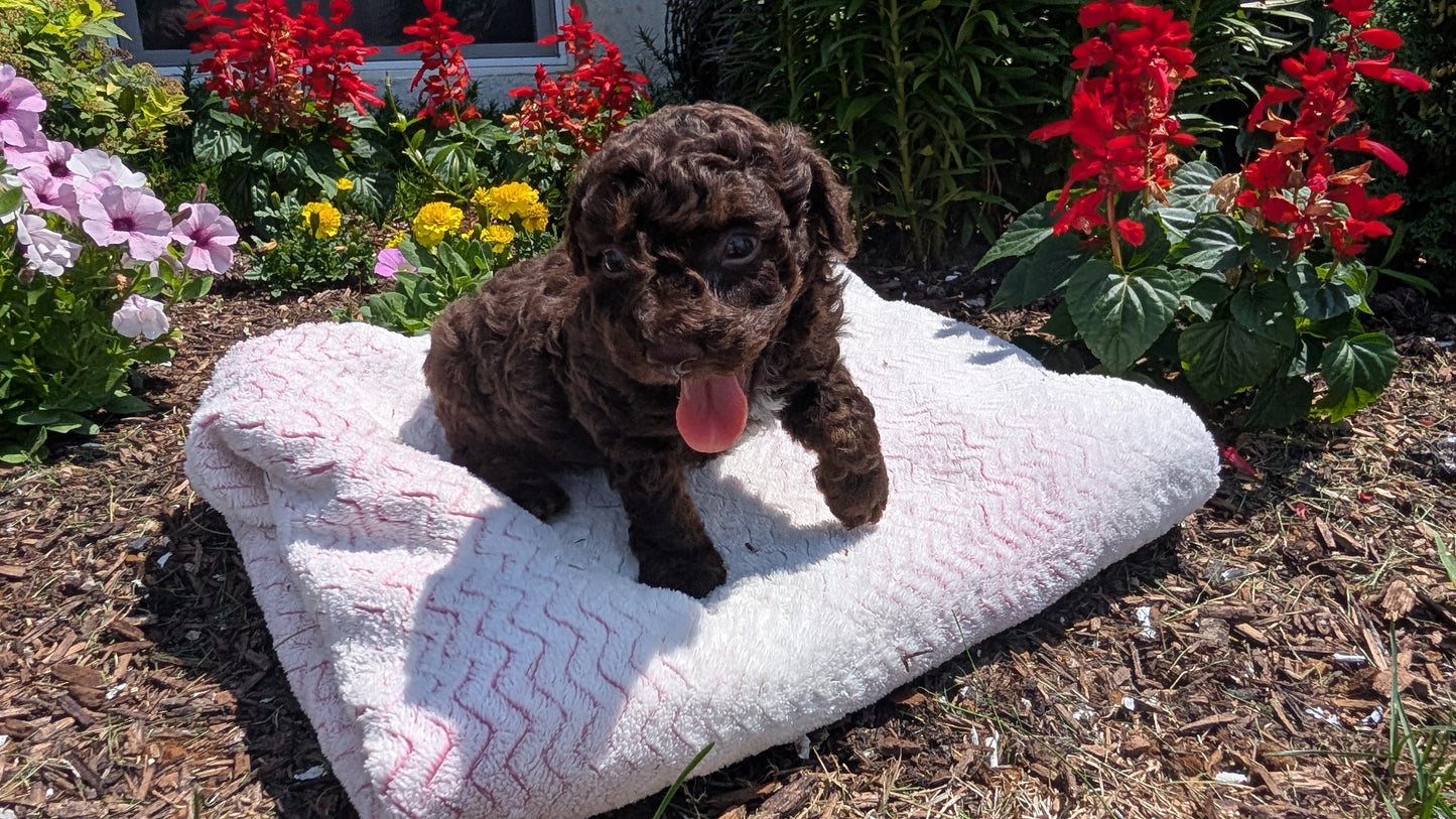 TOY POODLE (06/30) MALE