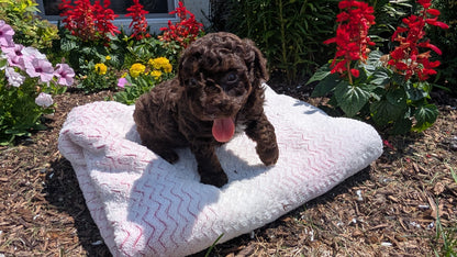 TOY POODLE (06/30) MALE