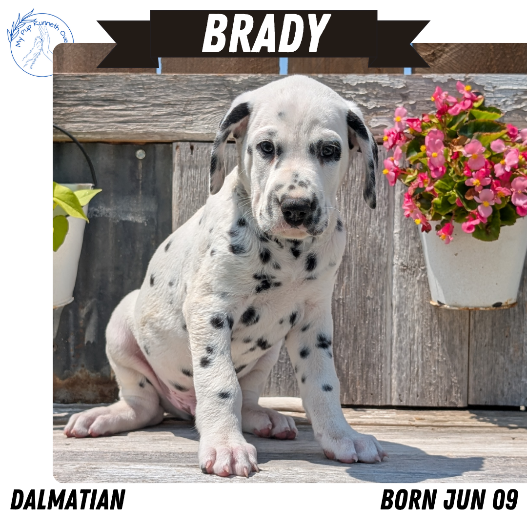 DALMATIAN (06/09) MALE