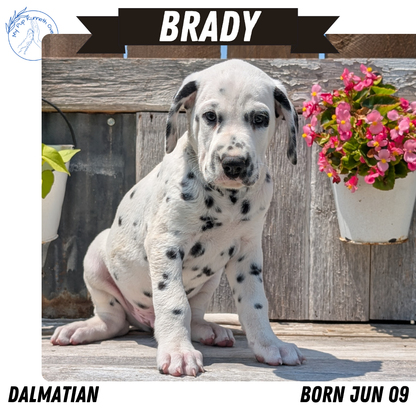 DALMATIAN (06/09) MALE