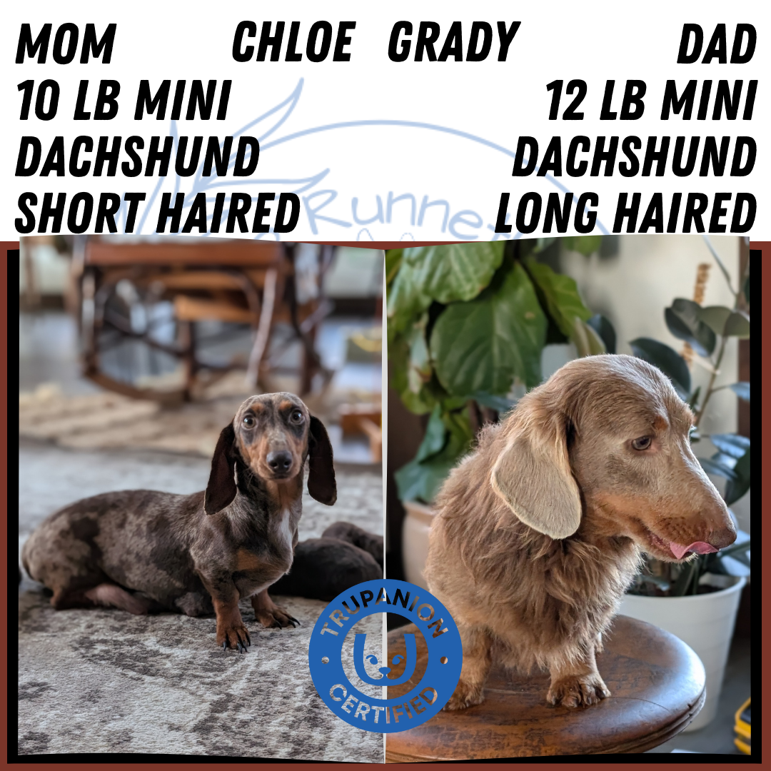 MINI DACHSHUND (NOV 16) MALES