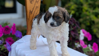 MALTIPOO (JUN 11) FEMALE