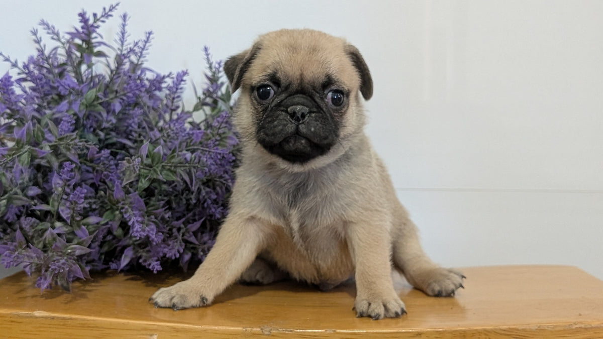PUG (SEP 12) 4 MALES/1 FEMALE
