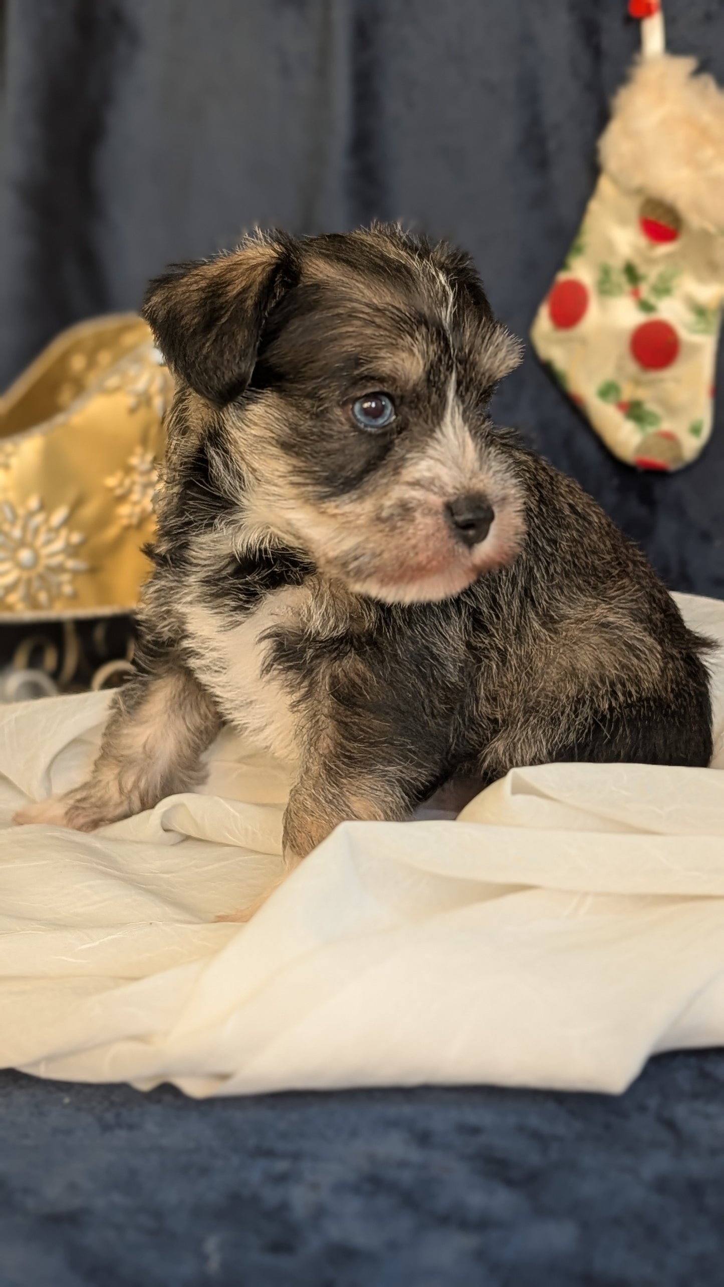 MINI SCHNAUZER (OCT 27) FEMALE