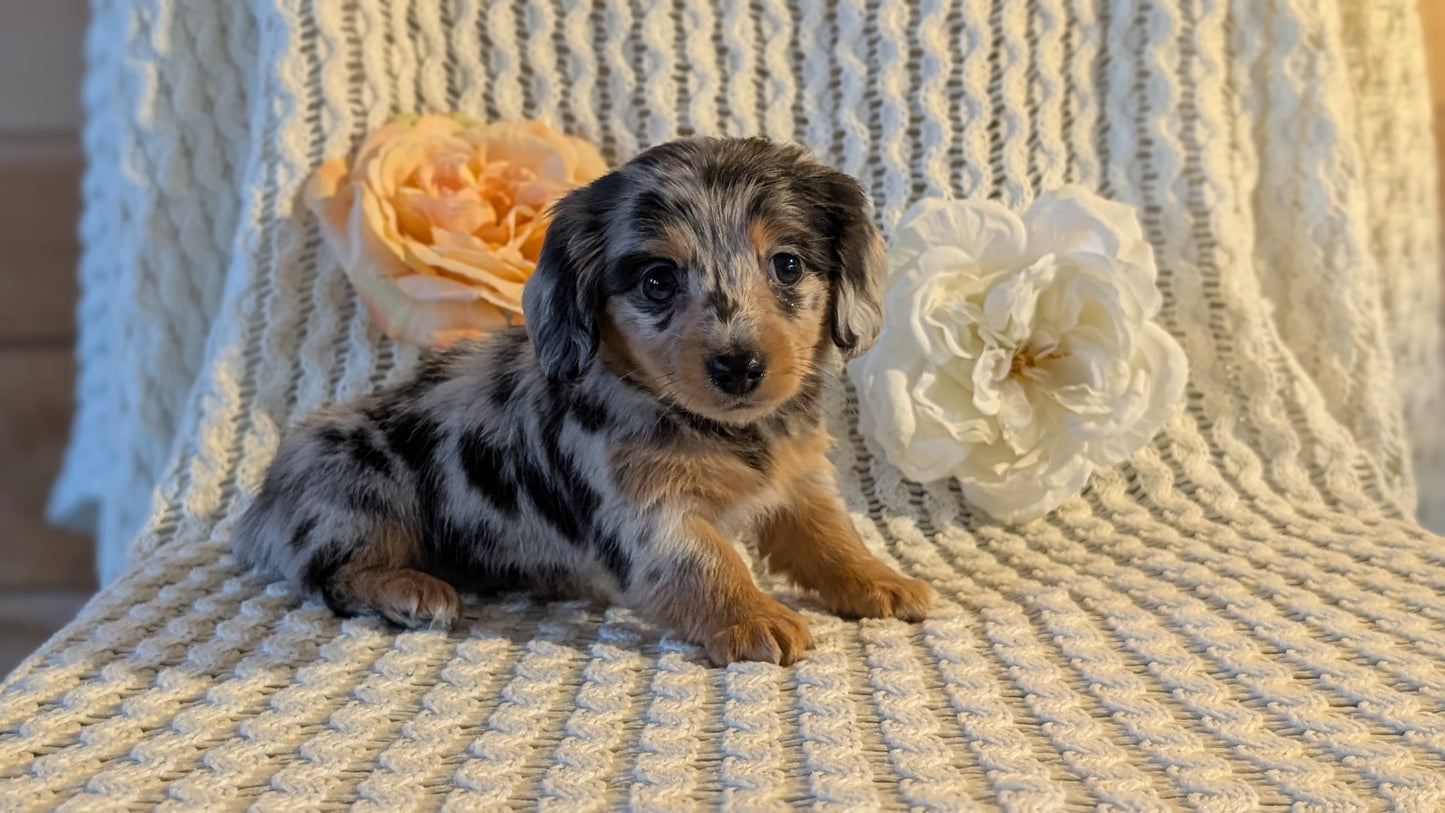 MINI DACHSHUND (JAN 01) FEMALES