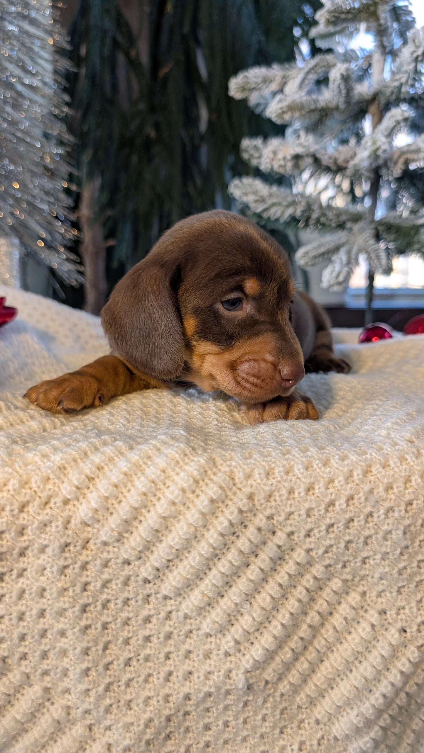 MINI DACHSHUND (NOV 16) MALES