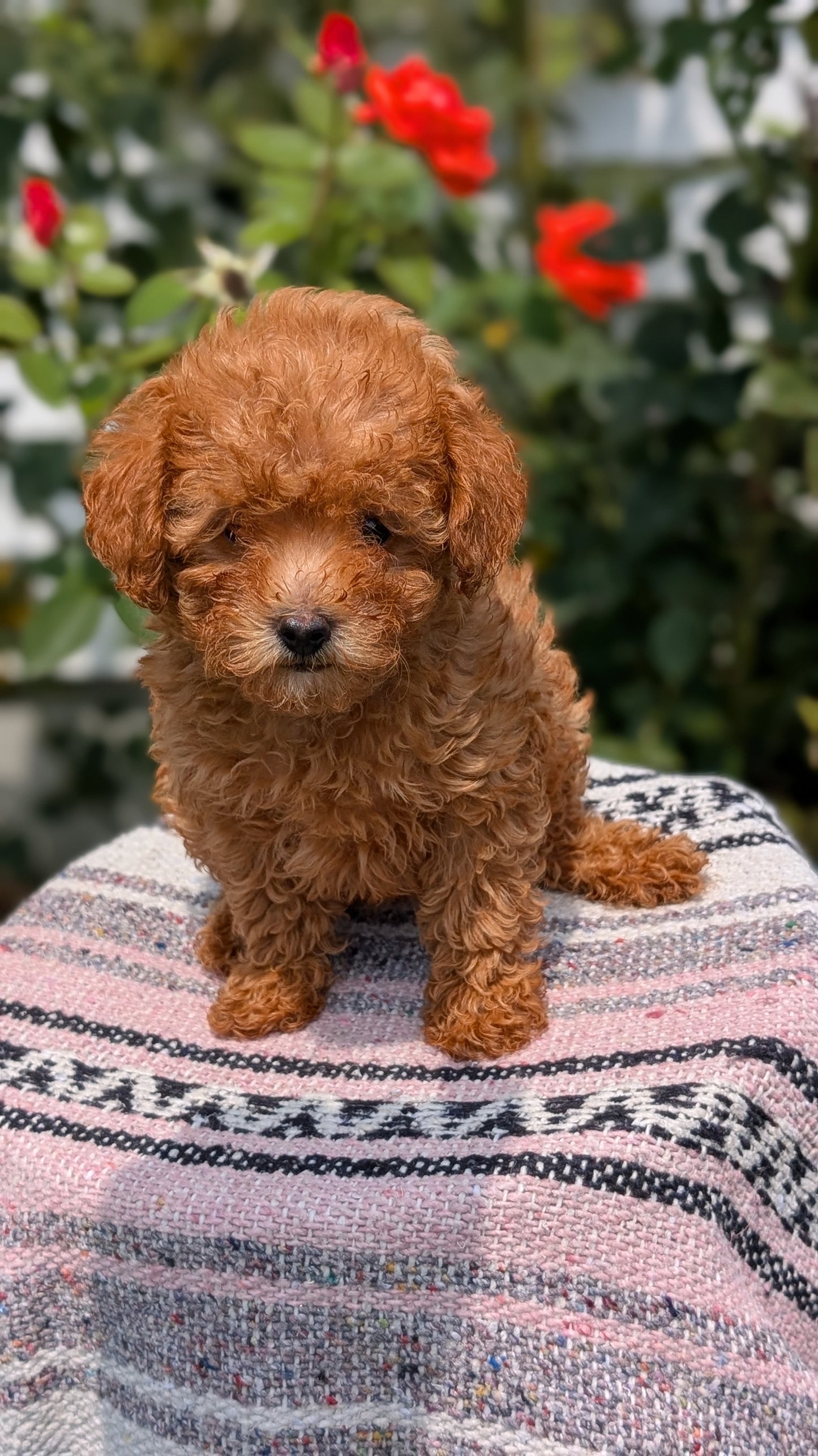 TOY POODLE (05/31) FEMALE