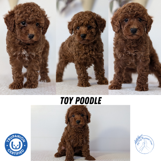 TOY POODLE (DEC 03) FEMALE