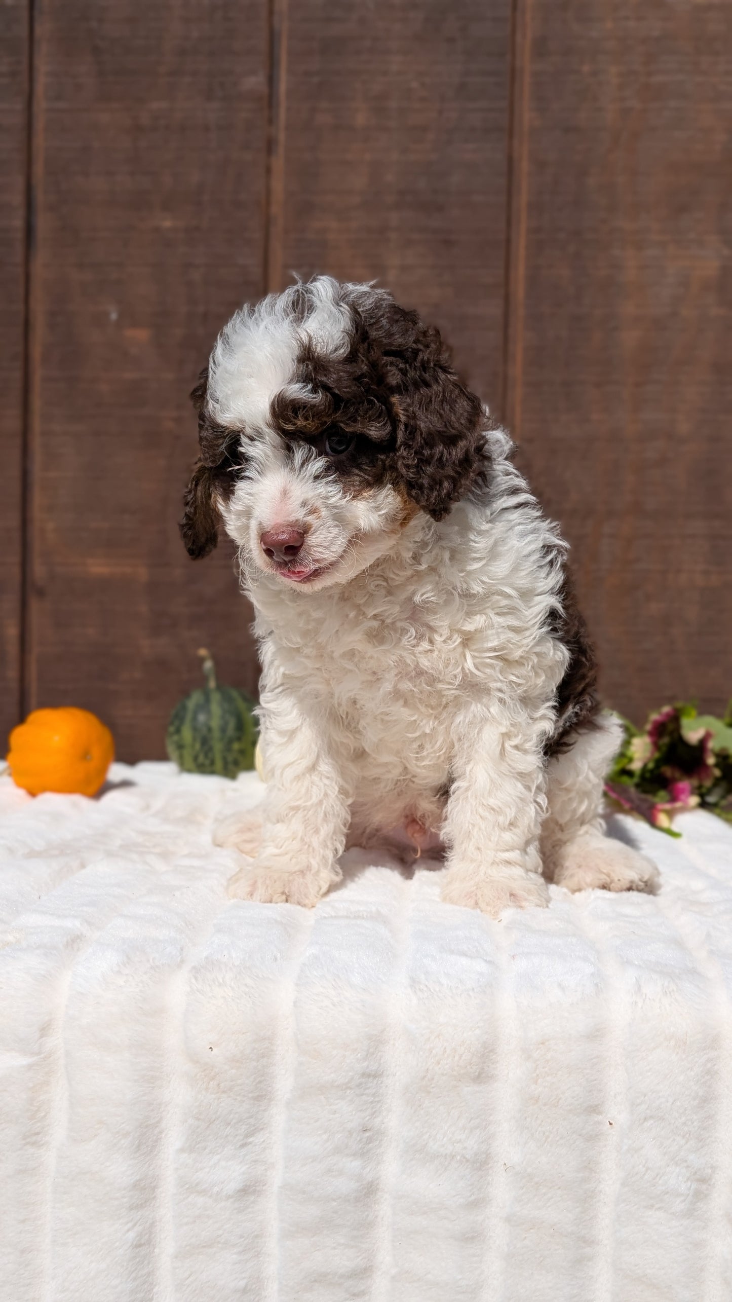 MINI BERNEDOODLE (08/06) MALE