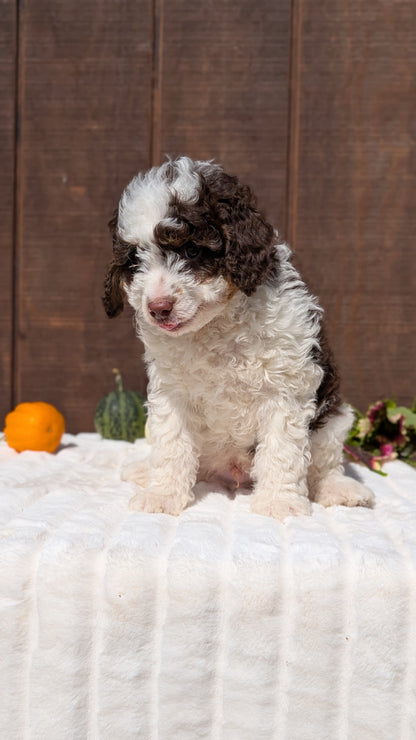 MINI BERNEDOODLE (08/06) MALE
