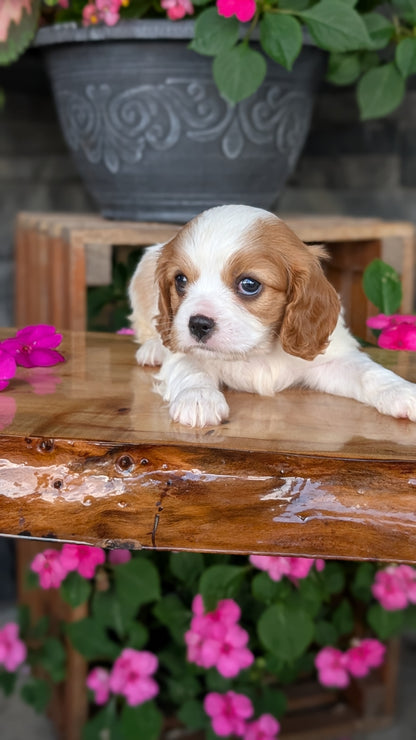CAVALIER (JUL 18) 3 FEMALES/2 MALES