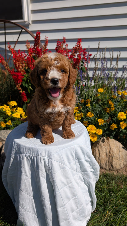 MINI GOLDENDOODLE (08/15) MALE