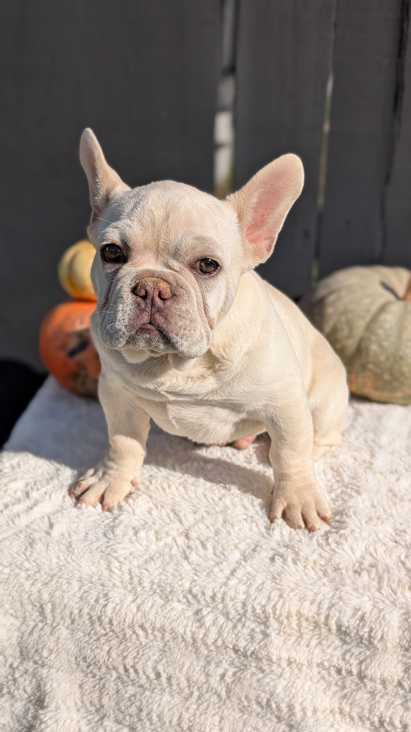 FRENCH BULLDOG (07/08) MALE