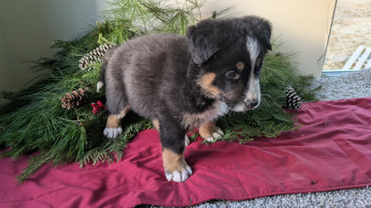 GOLDEN BERNESE (10/28) MALE