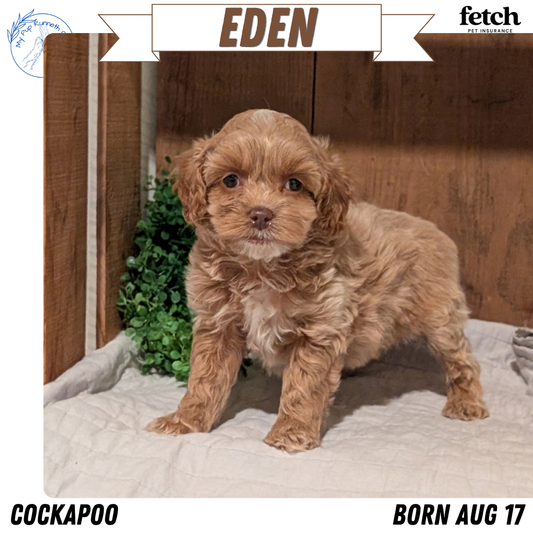 COCKAPOO (AUG 17) 3 FEMALES/1 MALE