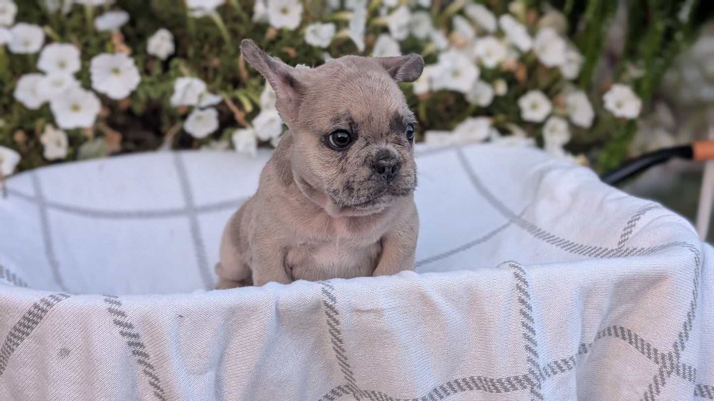 FRENCH BULLDOG (07/15) MALE