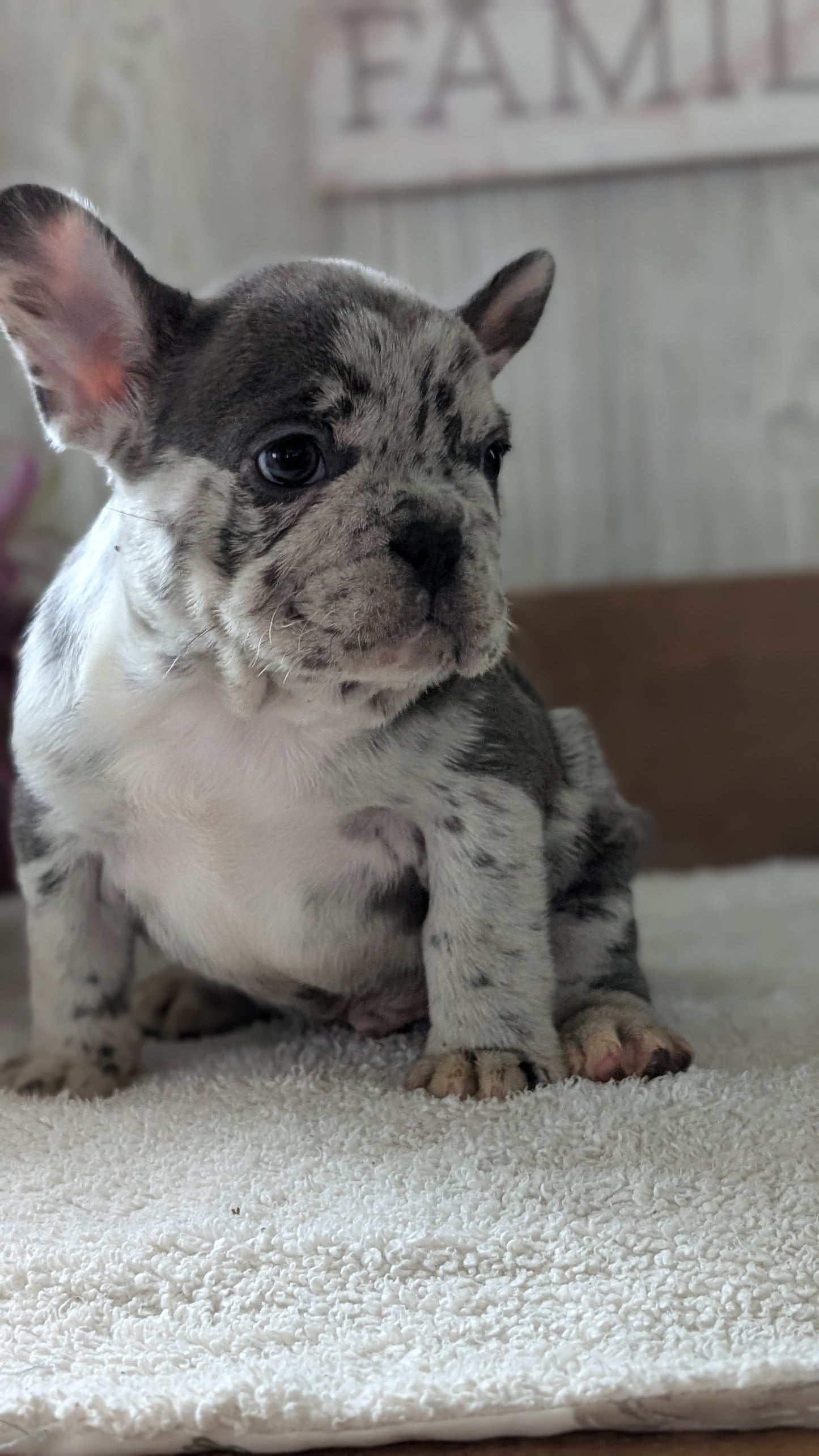 FRENCH BULLDOG (NOV 22) MALES