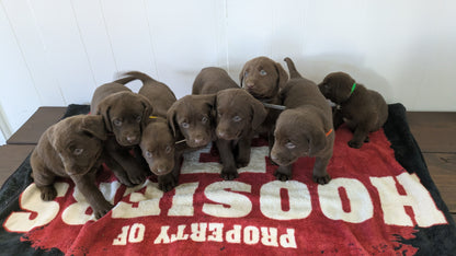 LABRADOR RETRIEVER (11/03) MALE