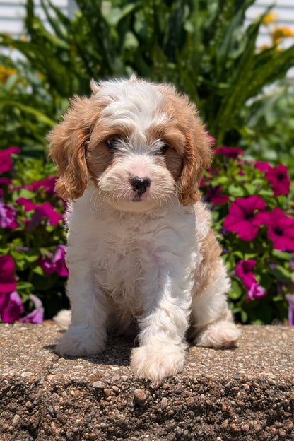 CAVAPOO (MAY 18) MALE