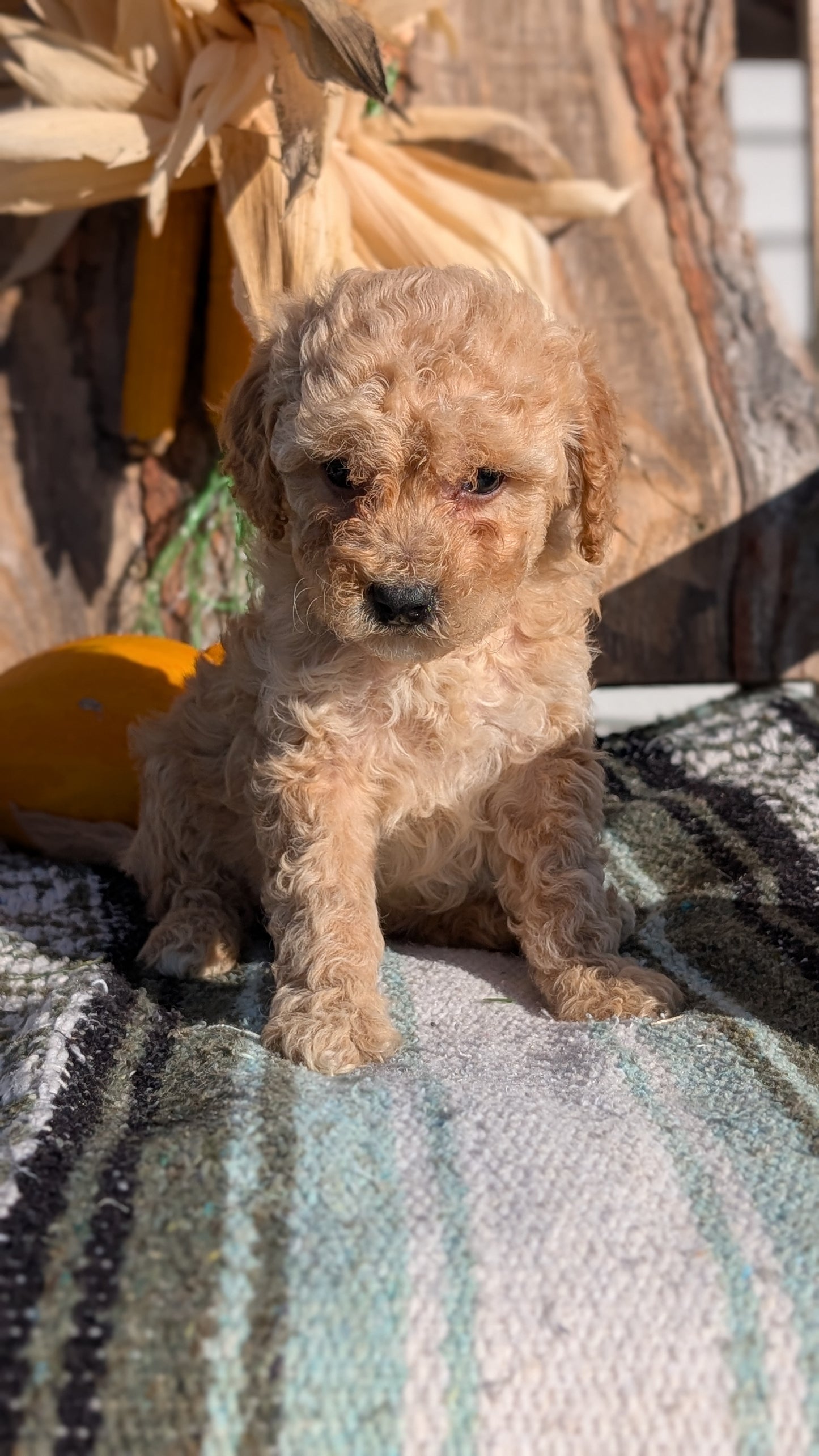 CAVAPOO (OCT 02) MALES