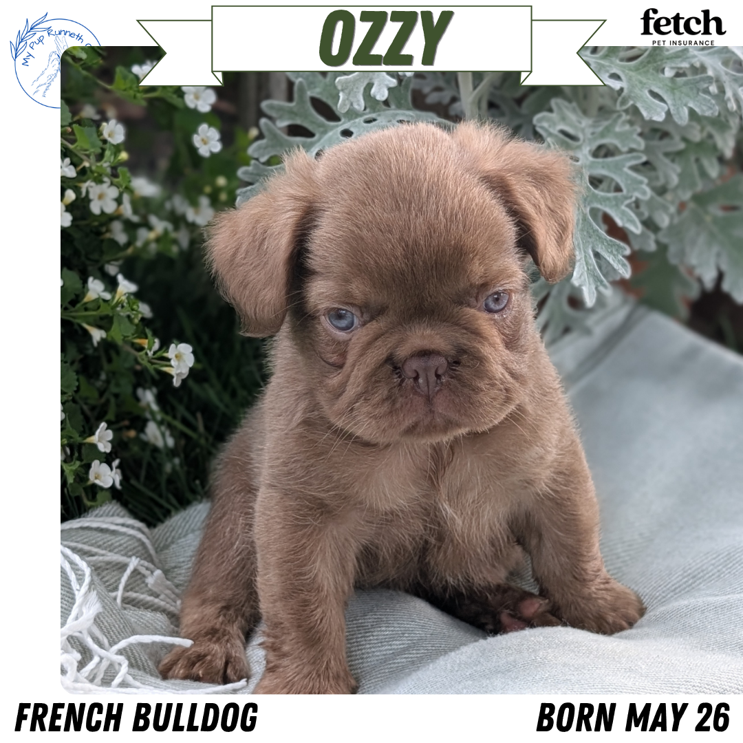 FRENCH BULLDOG (MAY 26) MALE