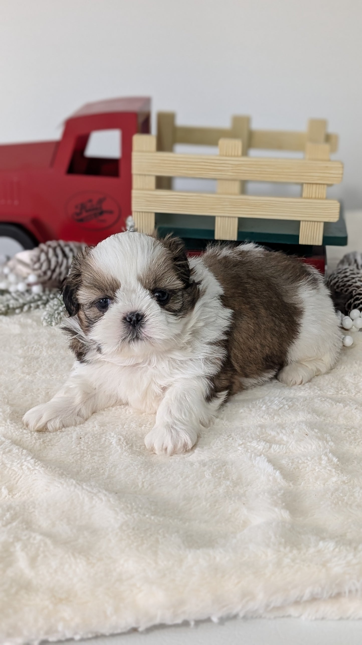 SHIH TZU (DEC 03) MALES