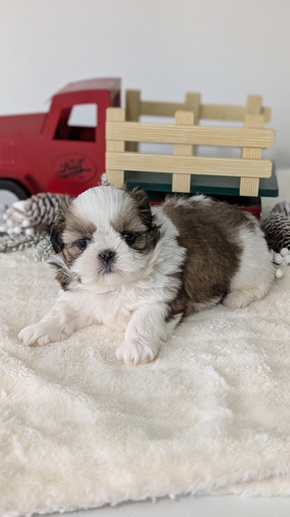 SHIH TZU (DEC 03) MALES