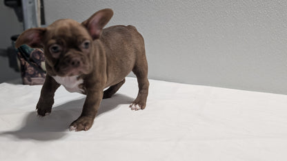 FRENCHTON (NOV 15) FEMALES