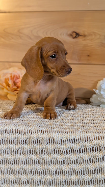 MINI DACHSHUND (JUL 30) 4 MALES/1 FEMALE