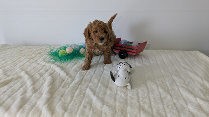 MINI GOLDENDOODLE (02/28) MALE