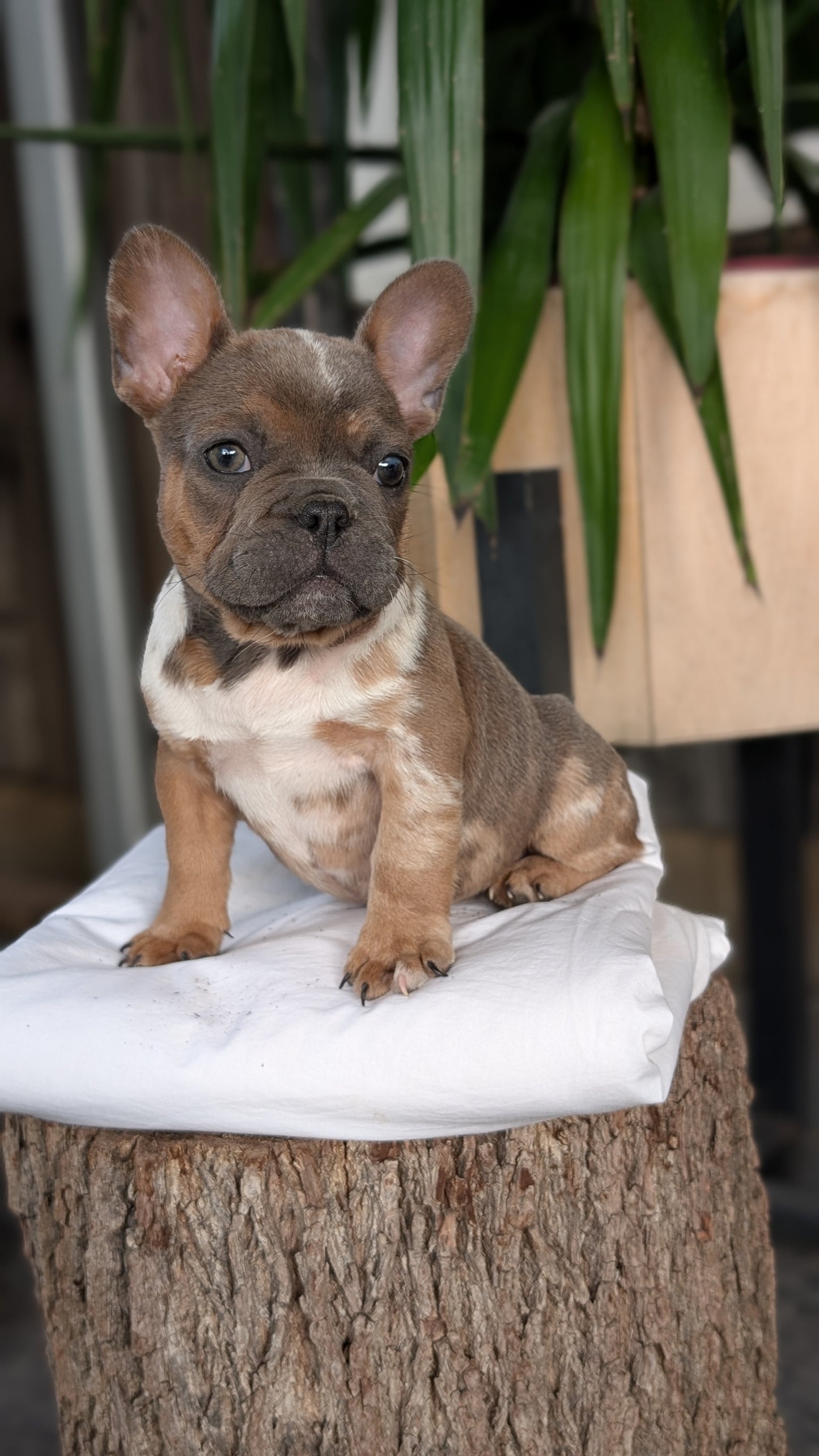 FRENCH BULLDOG (08/12) MALE