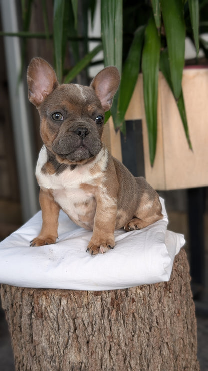 FRENCH BULLDOG (08/12) MALE