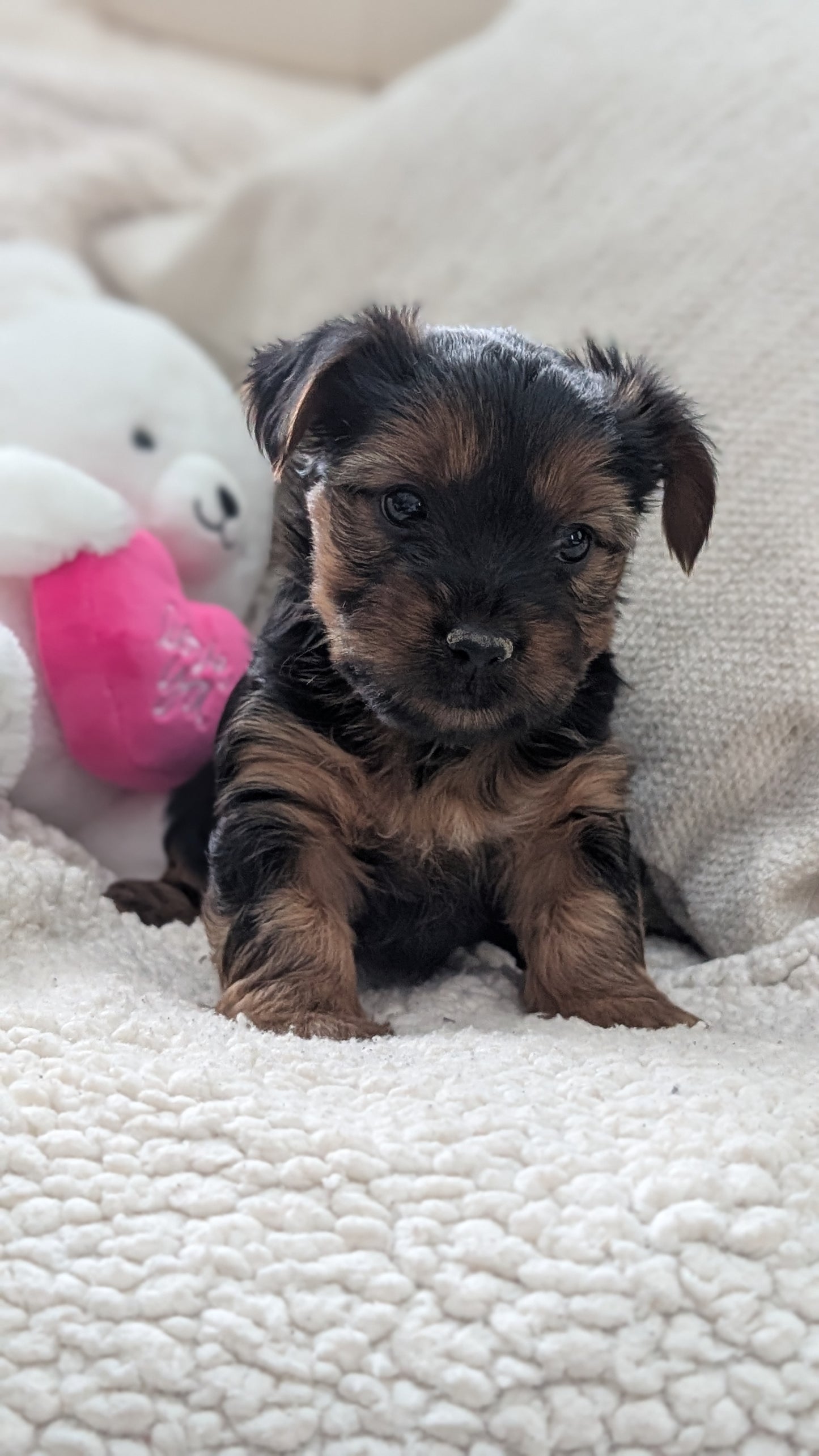 YORKSHIRE TERRIER (DEC 24) FEMALES