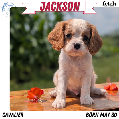 CAVALIER (MAY 30) MALES