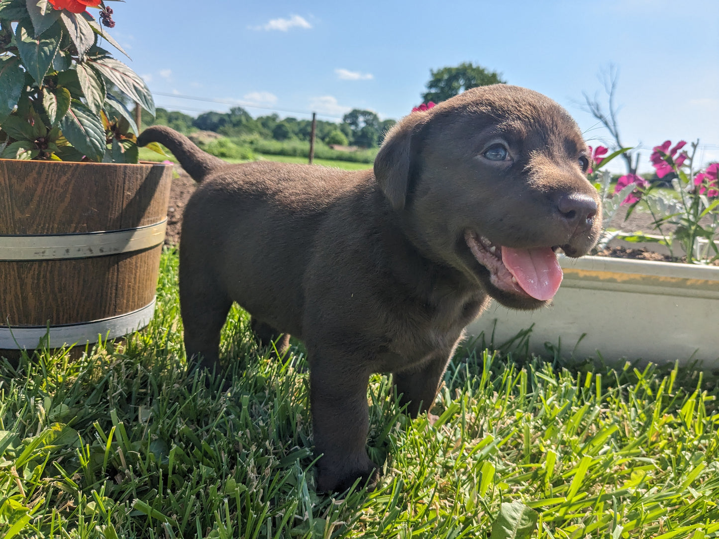 CHOCOLATE LAB (04/21) FEMALE