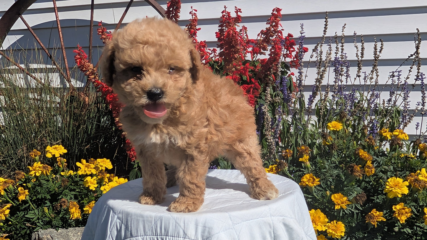 MINI GOLDENDOODLE (08/15) FEMALE