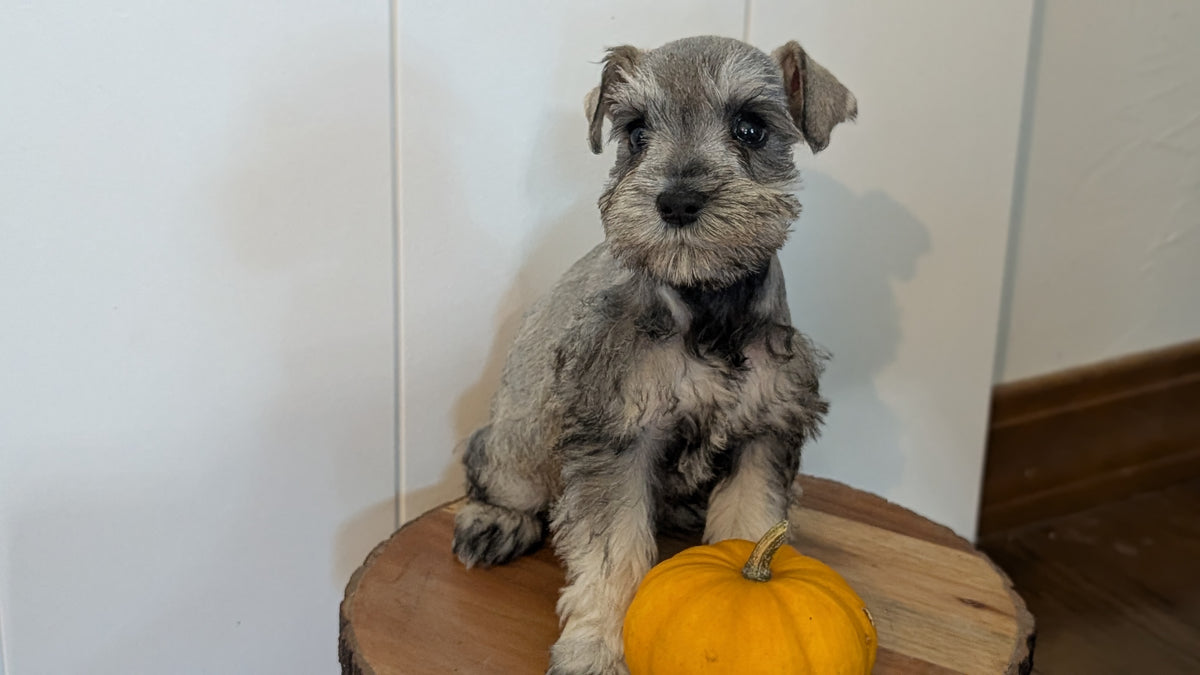 MINI SCHNAUZER (AUG 24) 8 FEMALES