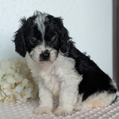 CAVAPOO (APR 02) MALES
