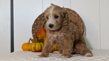 SCHNOODLE (SEP 03) 4 FEMALES/3 MALES