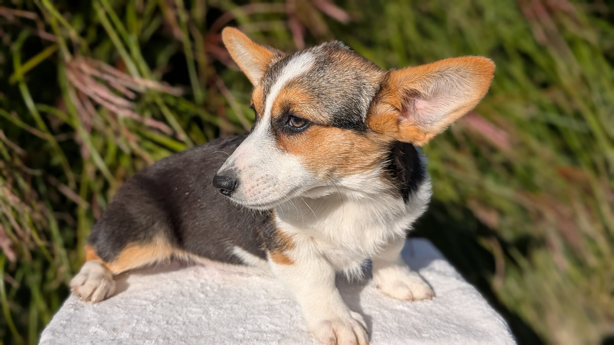 CORGI (JUN 08) FEMALES