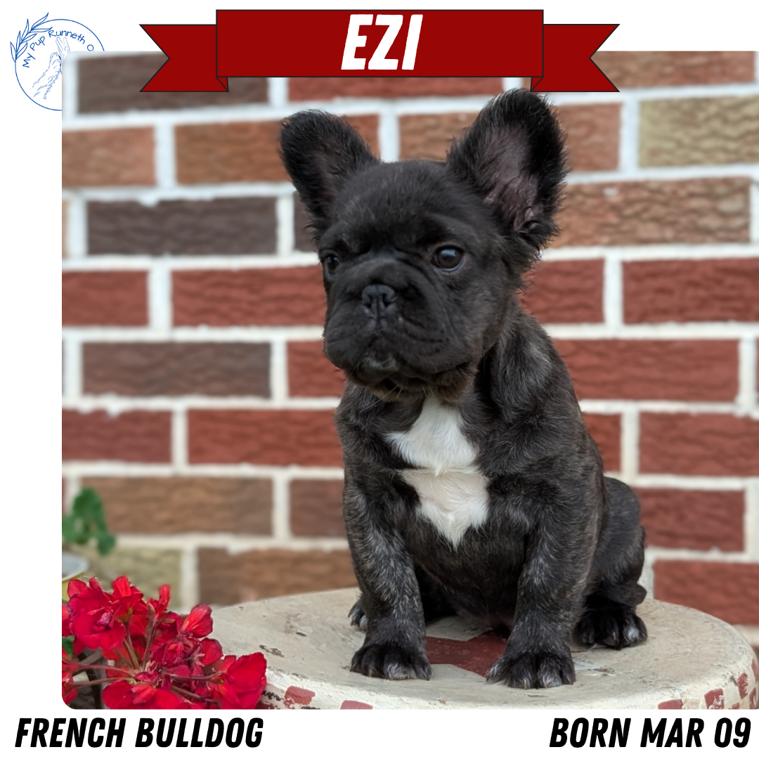 FRENCH BULLDOG (MAR 09) FEMALES